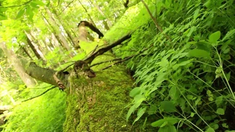 Moss covering forest and trees Stock Footage 81832471