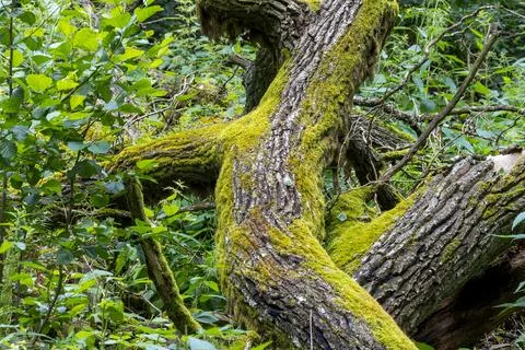 Moss covering old fallen tree trunks in forest Stock-Fotos