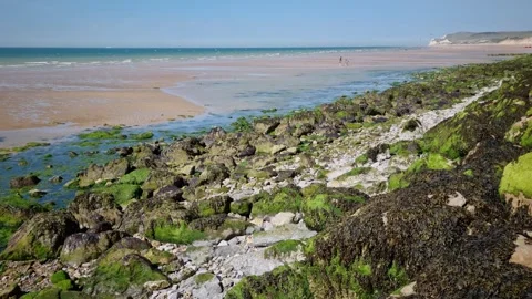 Moss Covering Rocks in the Opal Coast, North of France Video stock 335741621