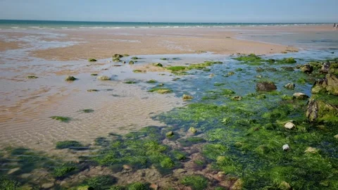 Moss Covering Rocks in the Opal Coast, North of France Video stock 335741622