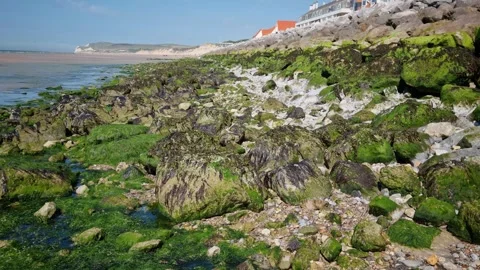 Moss Covering Rocks in the Opal Coast, North of France Video stock 335741633