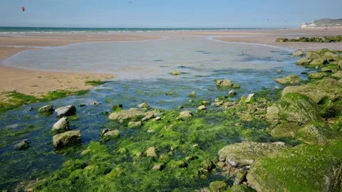 Moss Covering Rocks in the Opal Coast, North of France Video stock 335741636