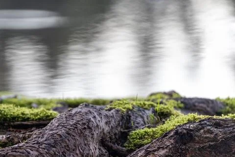 Moss covering the root base of a tree Stock Photos
