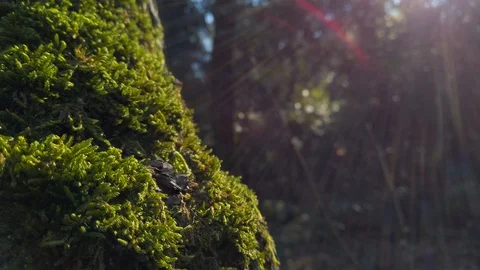 Moss covering a tree while sunbathed by afternoon light Video stock 129426261