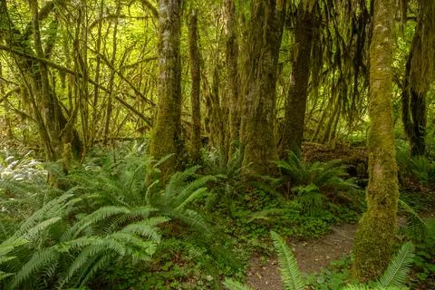 Moss Covers All Tree Trunks In The Hoh Rainforest Фото