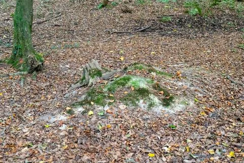 Moss covers ancient tree stump in forest Stock Photos