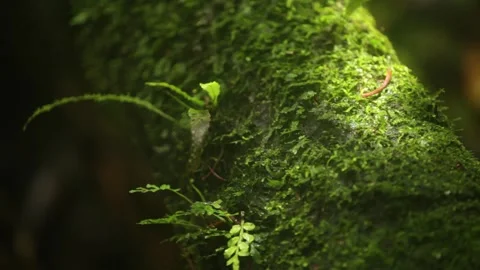 The moss that covers the branch 스톡 동영상 149123762