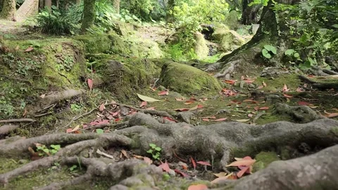 Moss covers tree roots and red leaves on forest floor 動画素材 337698989