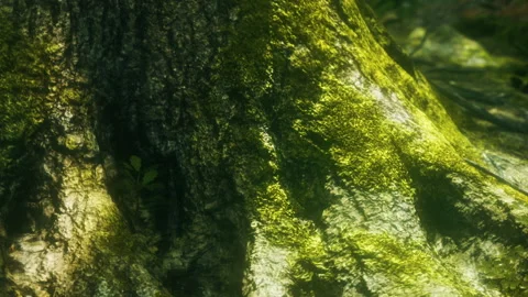 Moss covers tree trunk in forest during bright sunny day Stock Footage 340620954