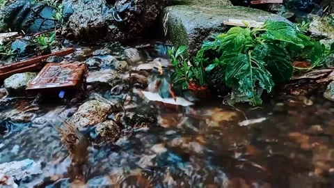 Moss on the creek pliers flowing on the rock. Stock Footage