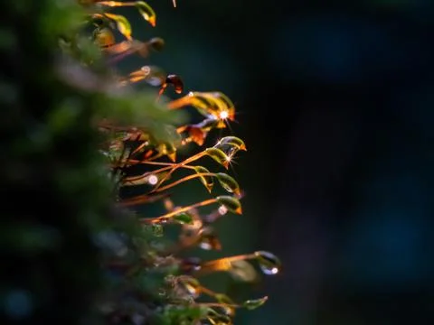 Moss cuckoo flax blooms, closeup, selective focus Stock Photos