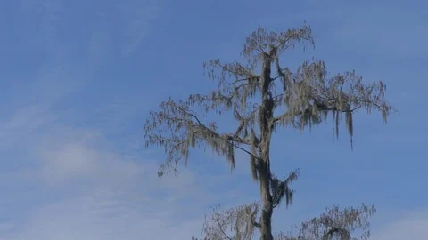 Moss on cypress tree 4k 30p, clouds Video stock 71180267