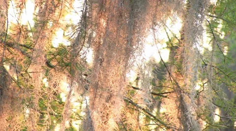 Moss in cypress tree at sunset Video stock 22917877