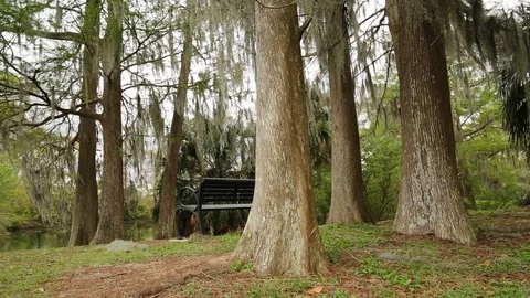 Moss in Cypress Trees Video stock 87091930