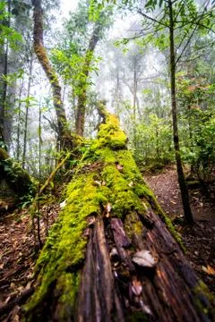 Moss on dead tree in forest Stock Photos