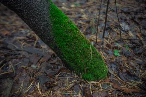 Moss on a deadfall in the forest Stock Photos