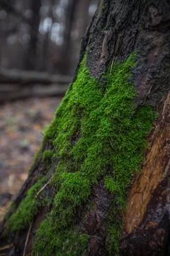 Moss on a deadfall in the forest Stock Photos