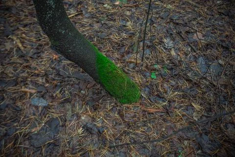 Moss on a deadfall in the forest Stock Photos