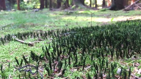 Moss in the Deep Forest 스톡 동영상 85302826