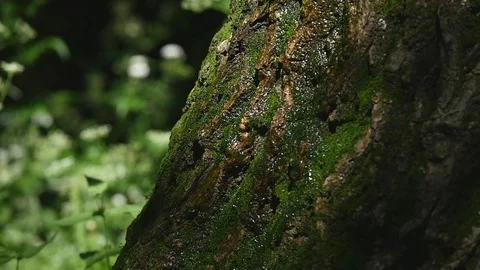 Moss detail on the bark of a tree. Selective focus Stock Footage
