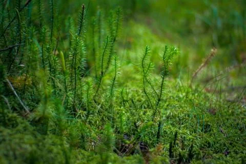 Moss detail Stock Photos