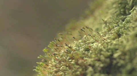 Moss On Diagonal Ground Close Up Stock Footage 36653342