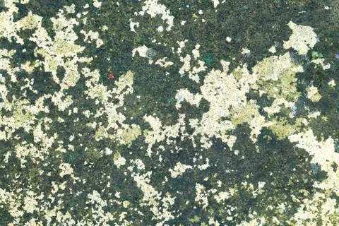 Moss on dirty wall Stock Photos