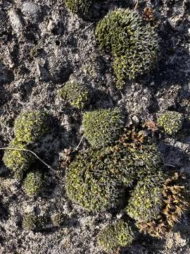 Moss Domes on Sandy Soil in Sunlight Stock Photos