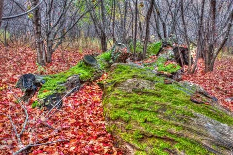 Moss on downed trees in hdr high dynamic range Stock Photos
