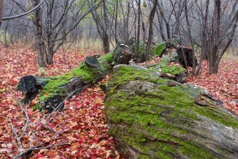 Moss on downed trees Stock Photos