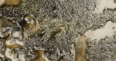 Moss in the Drainage water Stock Footage 280796088