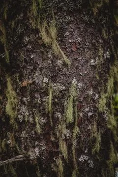 Moss-Draped Alaskan Tree Bark Close-Up Stock Photos