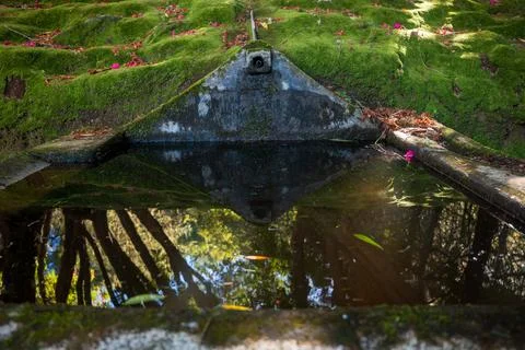 Moss draped levada basin and headwall in Madeira forest garden Photos