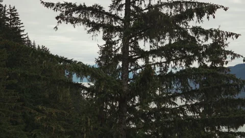 Moss draped spruce passing with glimpses of Gastineau Channel Juneau Vídeos de archivo 347819787