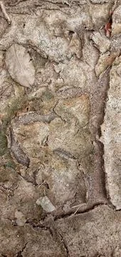 Moss dries on the cement floor Foto stock