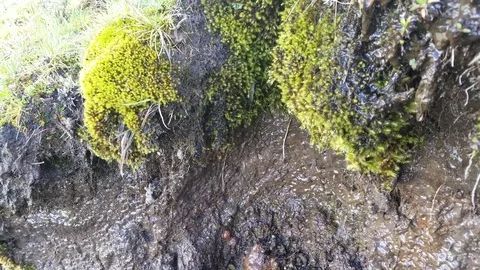 Moss dripping with water 库存影片 77490327