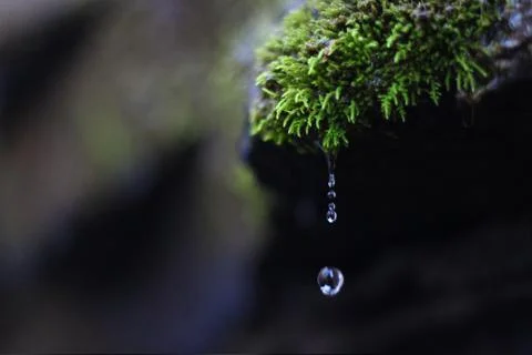 Moss Dripping Water Macro Stock Photos