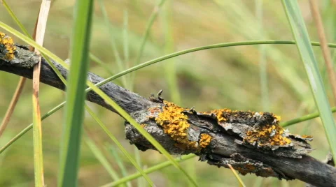 Moss on a dry branch. Stock Footage 810460