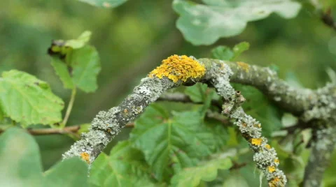 Moss on a dry branch. Stock Footage 810474