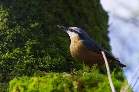 On Moss eating Stock Photos
