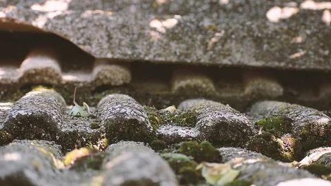 Moss with effect Stock Footage 91040048