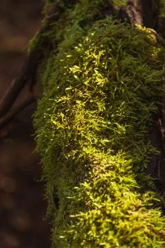 Moss On A Fallen Branch Stock Photos