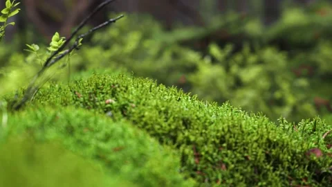 Moss in a fallen forest after a rain Stock Footage 159483887