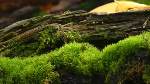 Moss on a fallen, rotten tree close-ups panning Video stock 158095154