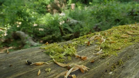 Moss On Fallen Tree Stock Footage 91216300