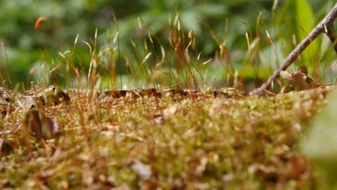 Moss on a fallen tree in the spring forest. closeup 스톡 동영상 107372653