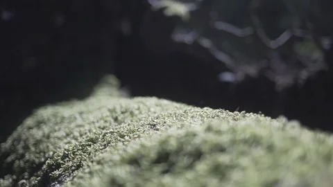 Moss on Fallen Tree Trunk 库存影片 86291783