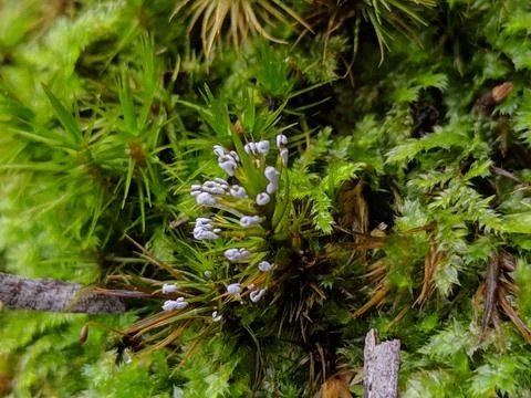 Moss flower 写真素材