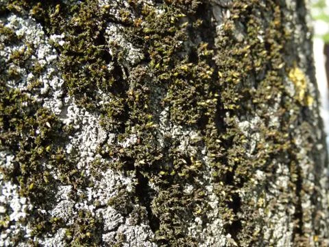 Moss with flowering on old tree bark. Stock Photos