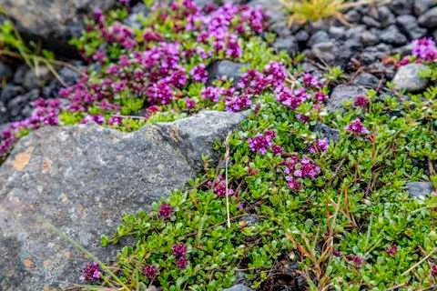 Moss flowers Stock Photos